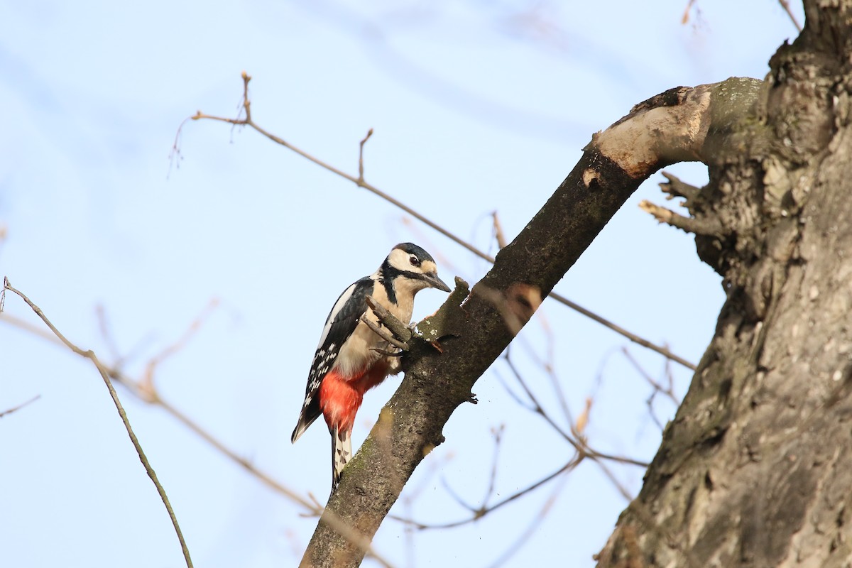Great Spotted Woodpecker - ML311398211