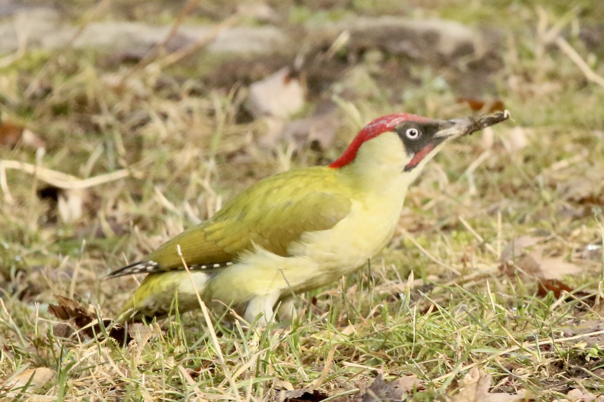 Eurasian Green Woodpecker - ML311398421