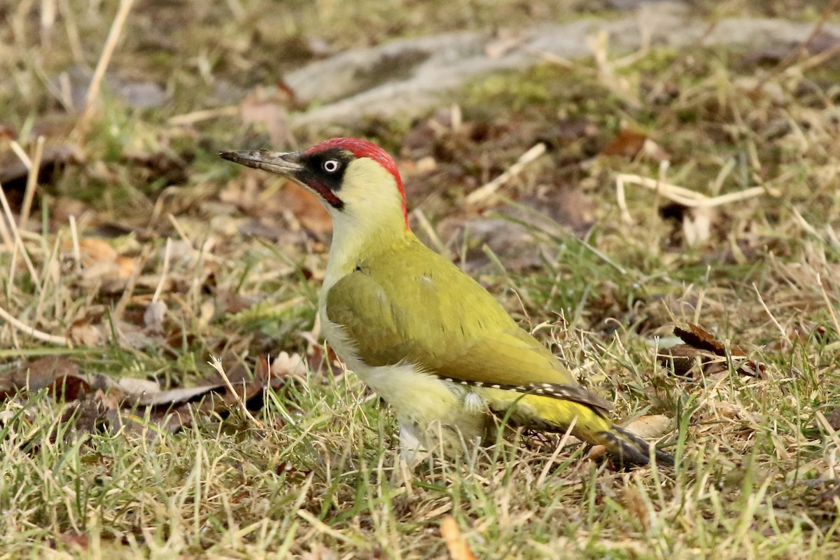 Eurasian Green Woodpecker - ML311398541