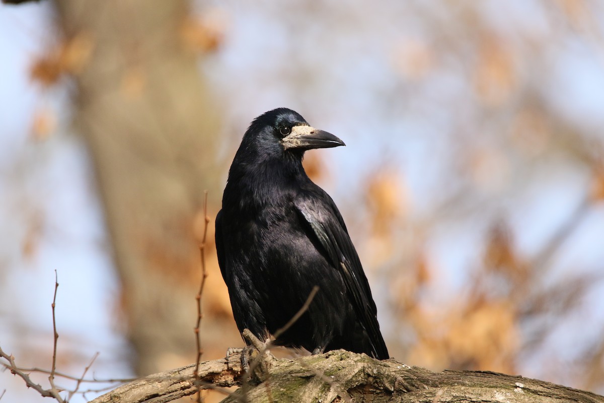 Rook - ML311398981