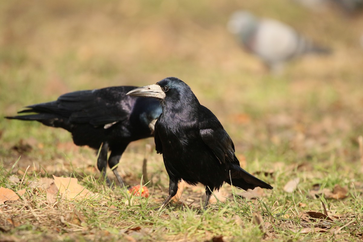 Rook - ML311399031