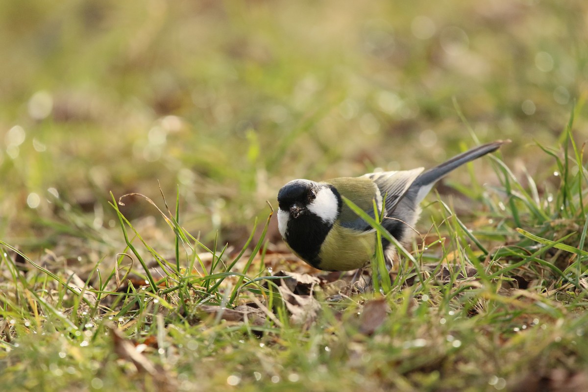 Great Tit - ML311399161