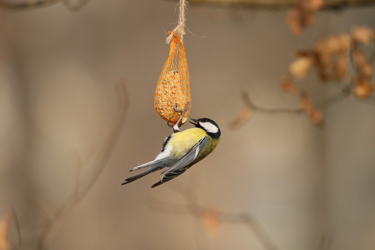 Great Tit - ML311399291