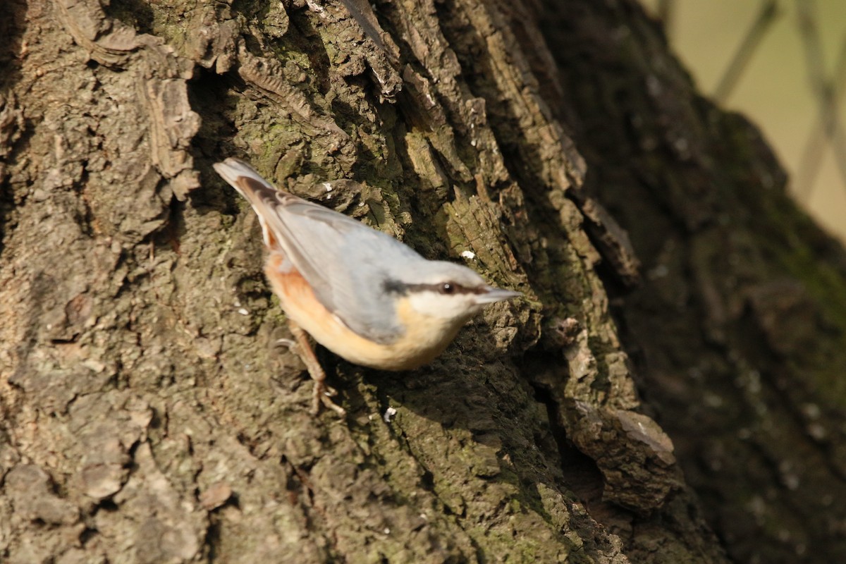 Eurasian Nuthatch - ML311399721