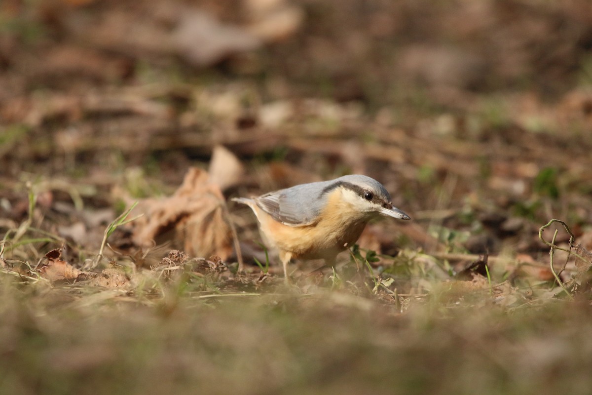 Eurasian Nuthatch - ML311399851