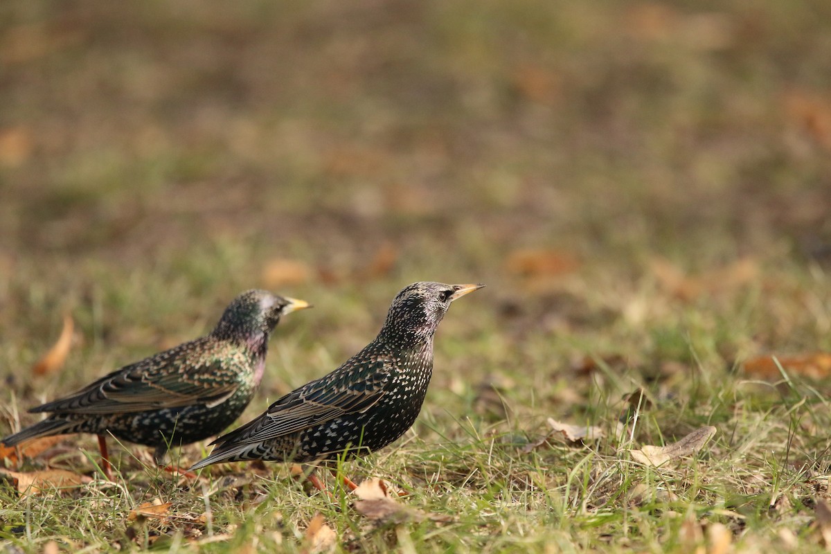 European Starling - ML311399951