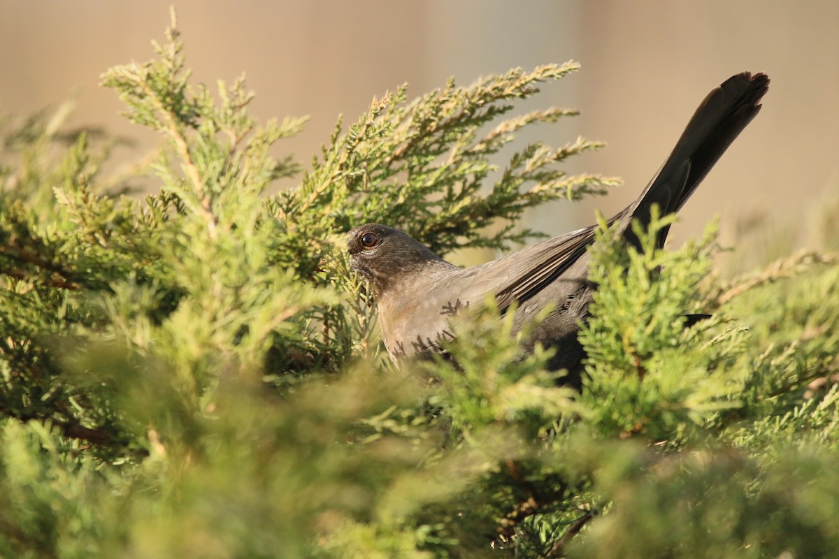 Eurasian Blackbird - ML311400041