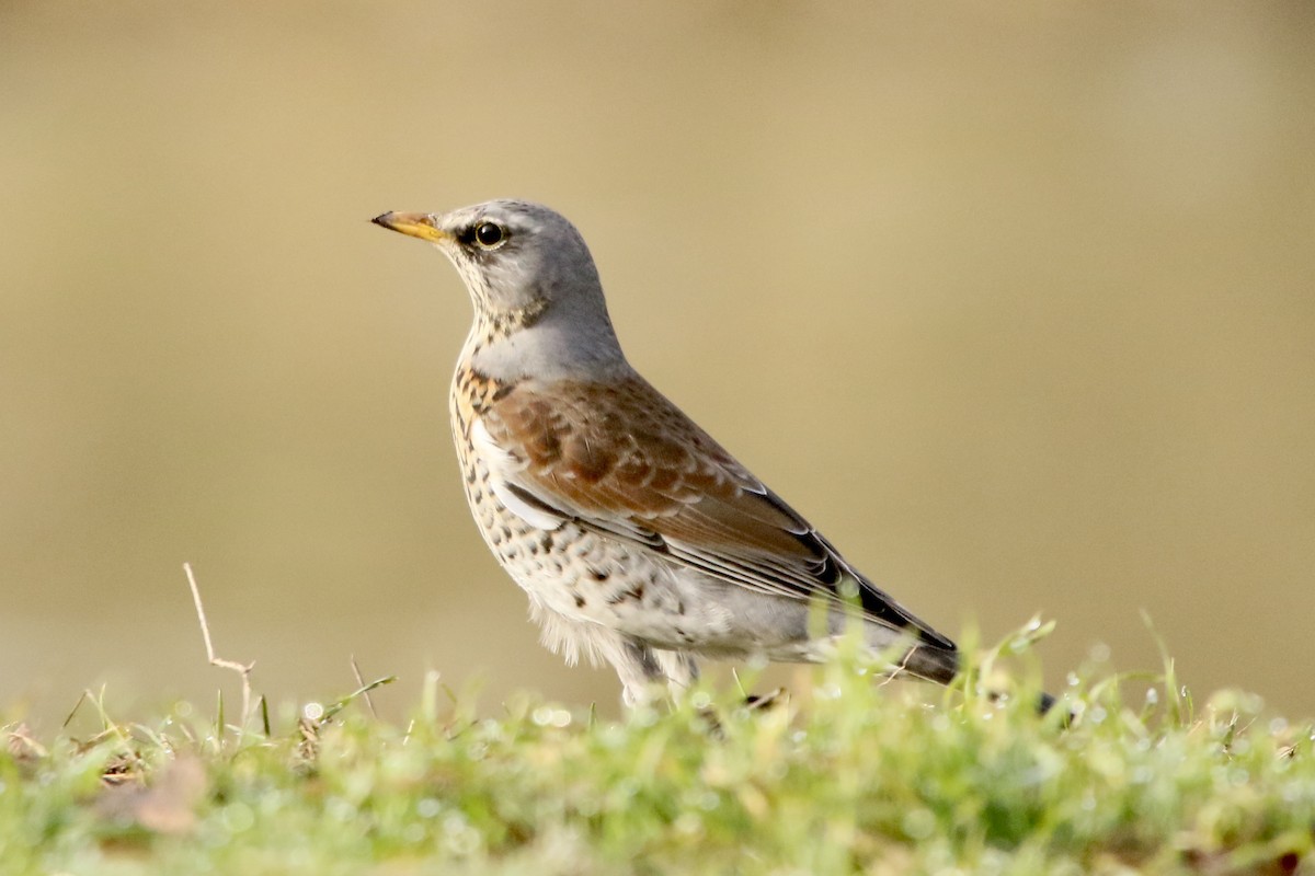Fieldfare - ML311400131