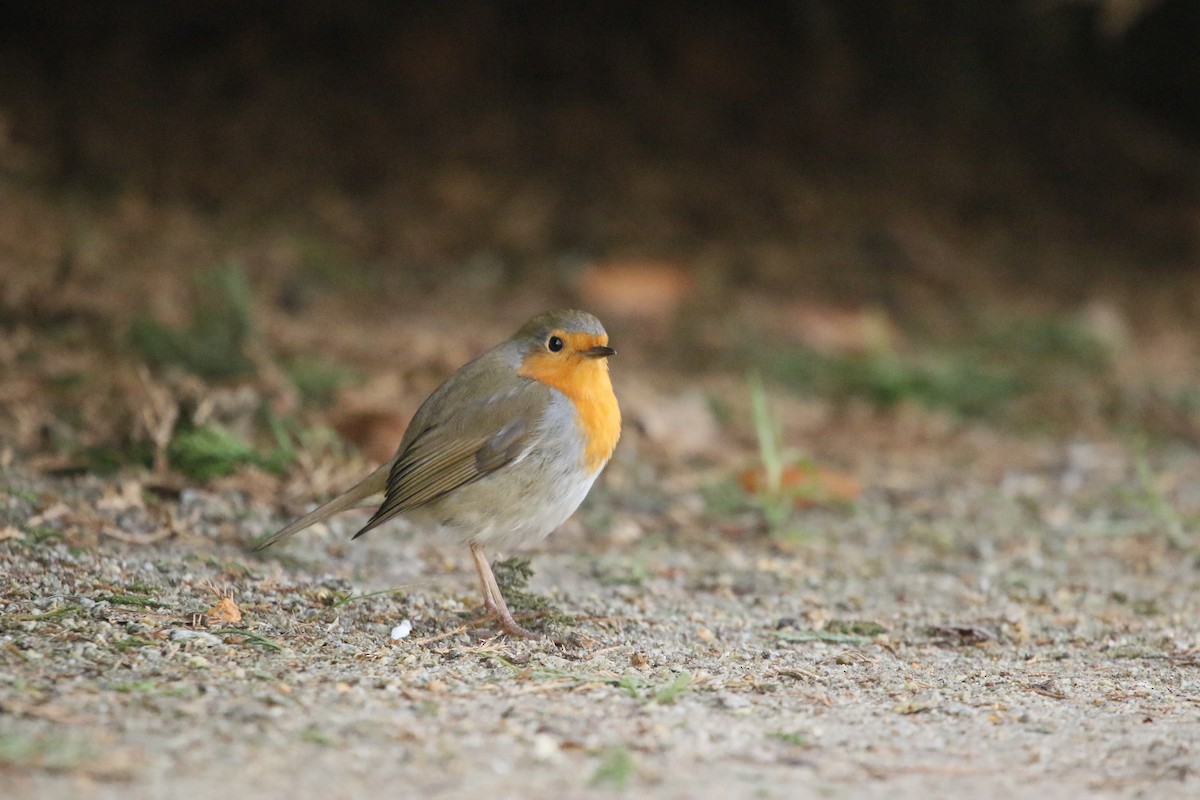 European Robin - ML311400261