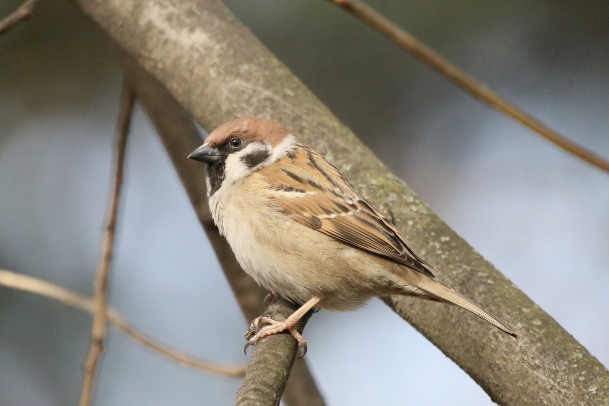 Eurasian Tree Sparrow - ML311400501