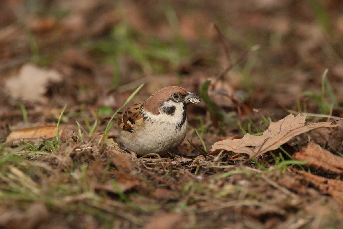 Eurasian Tree Sparrow - ML311400591