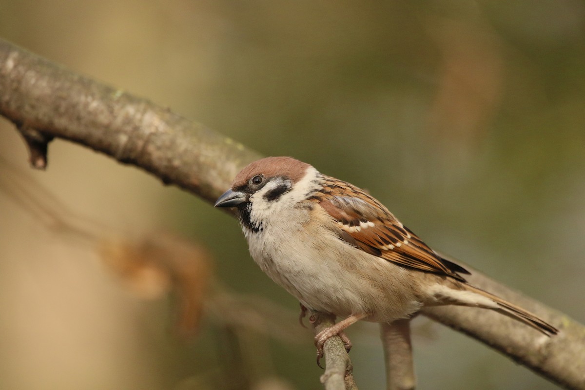 Eurasian Tree Sparrow - ML311400801