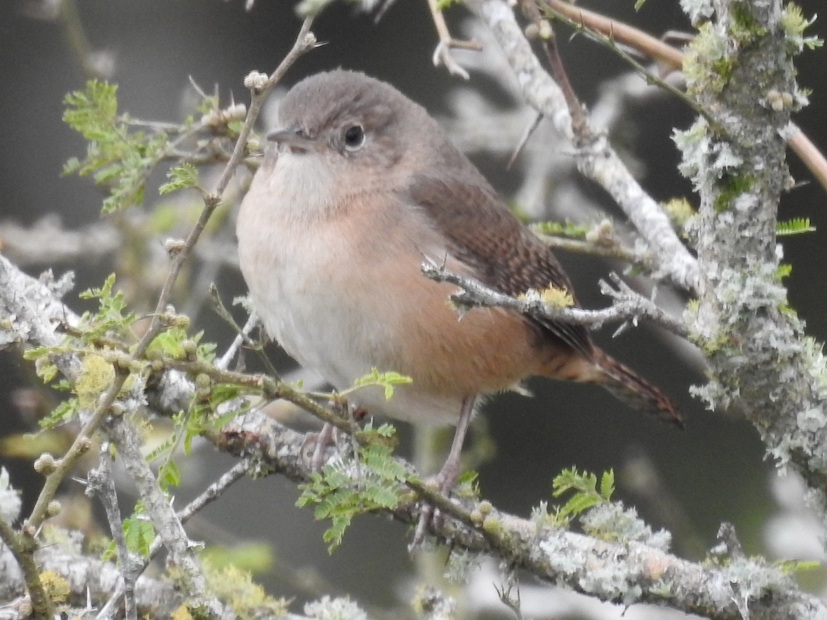 House Wren - ML31140201