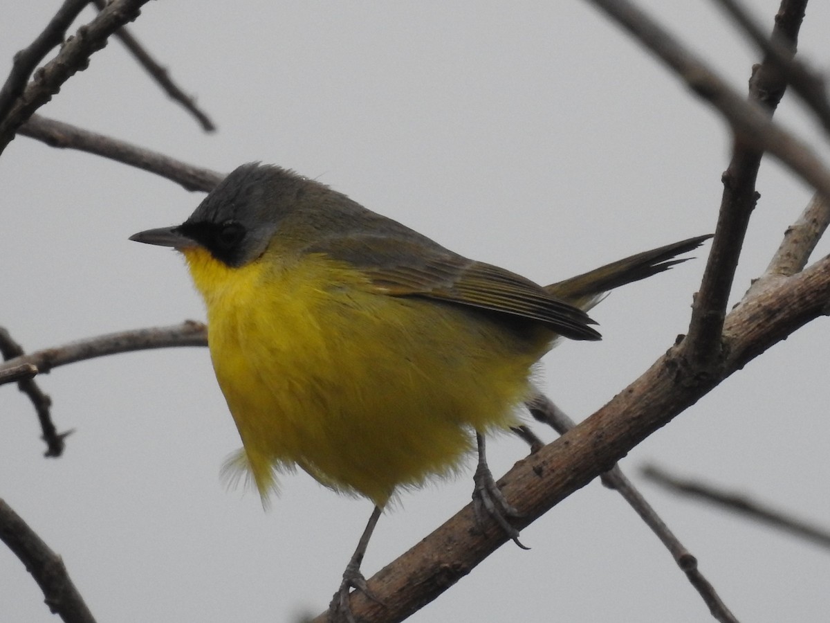 Southern Yellowthroat - ML31140271