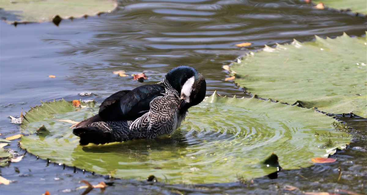 Green Pygmy-Goose - David Ekdahl