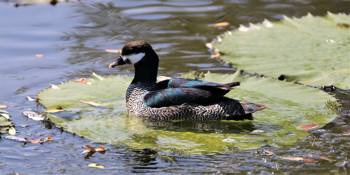 Green Pygmy-Goose - David Ekdahl