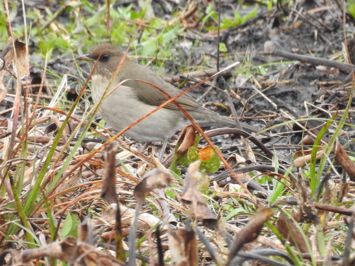 Creamy-bellied Thrush - ML31140351