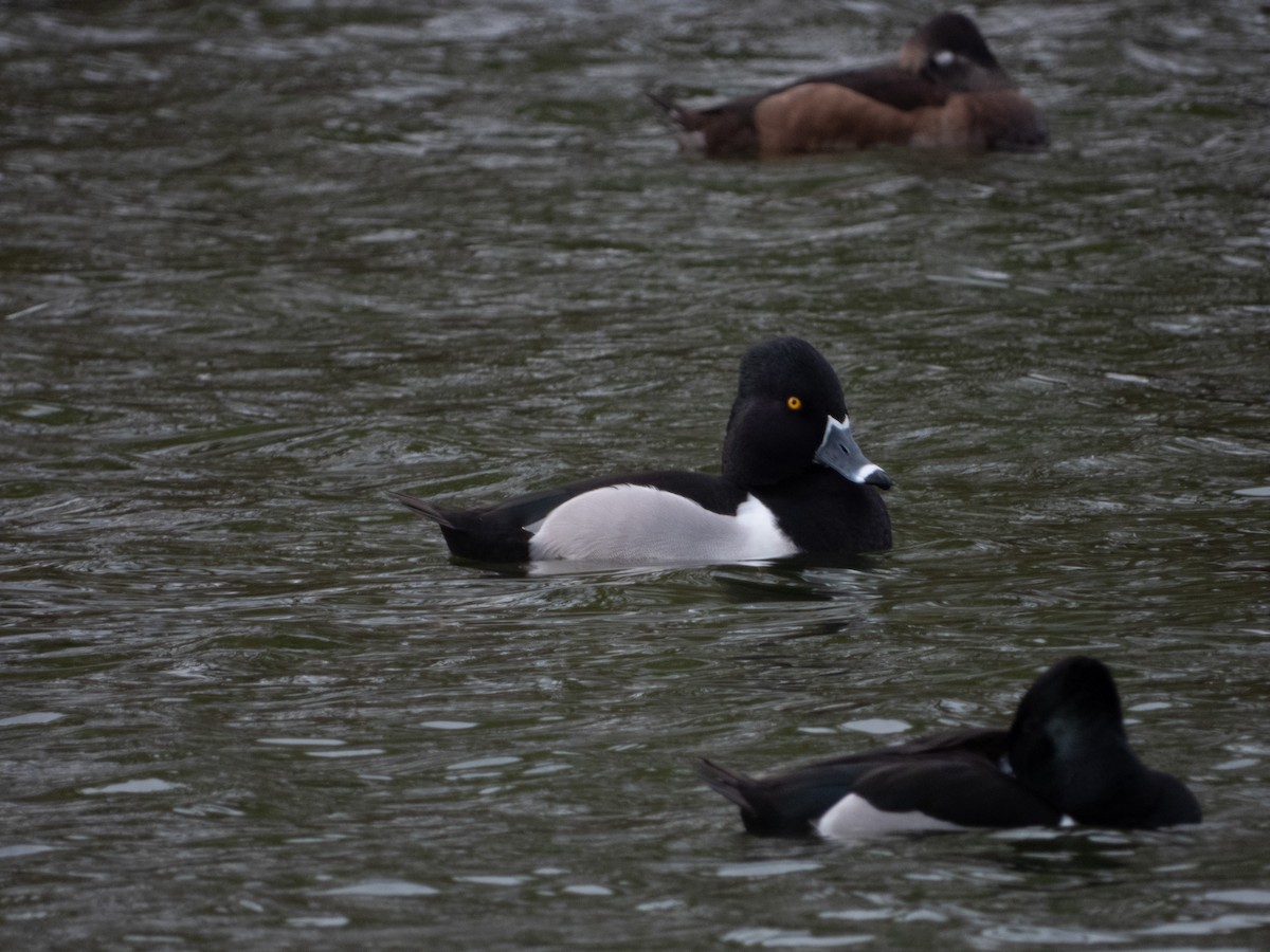 Ring-necked Duck - ML311403511