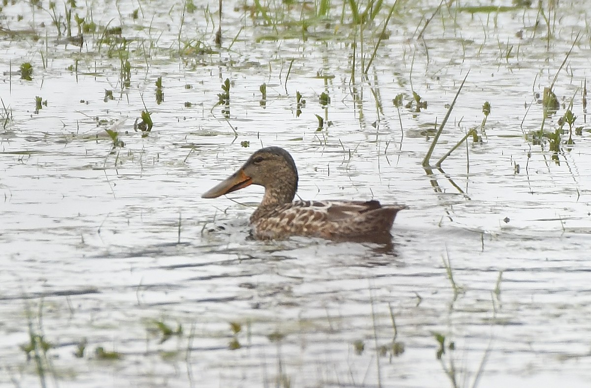 Northern Shoveler - ML311404391