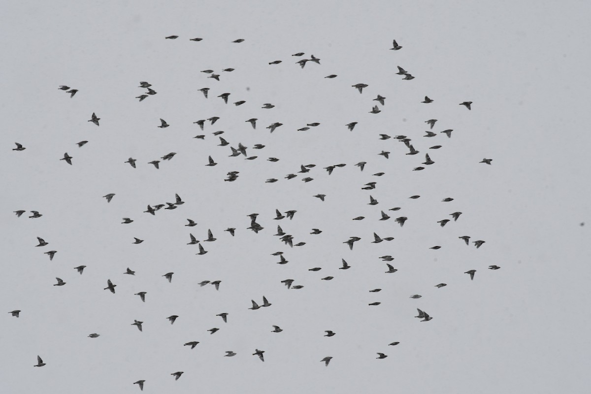 Bohemian Waxwing - ML311404401