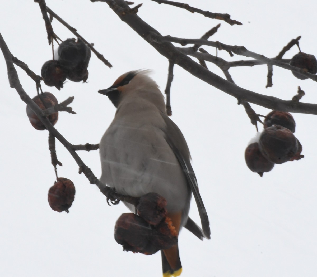 Bohemian Waxwing - ML311404471