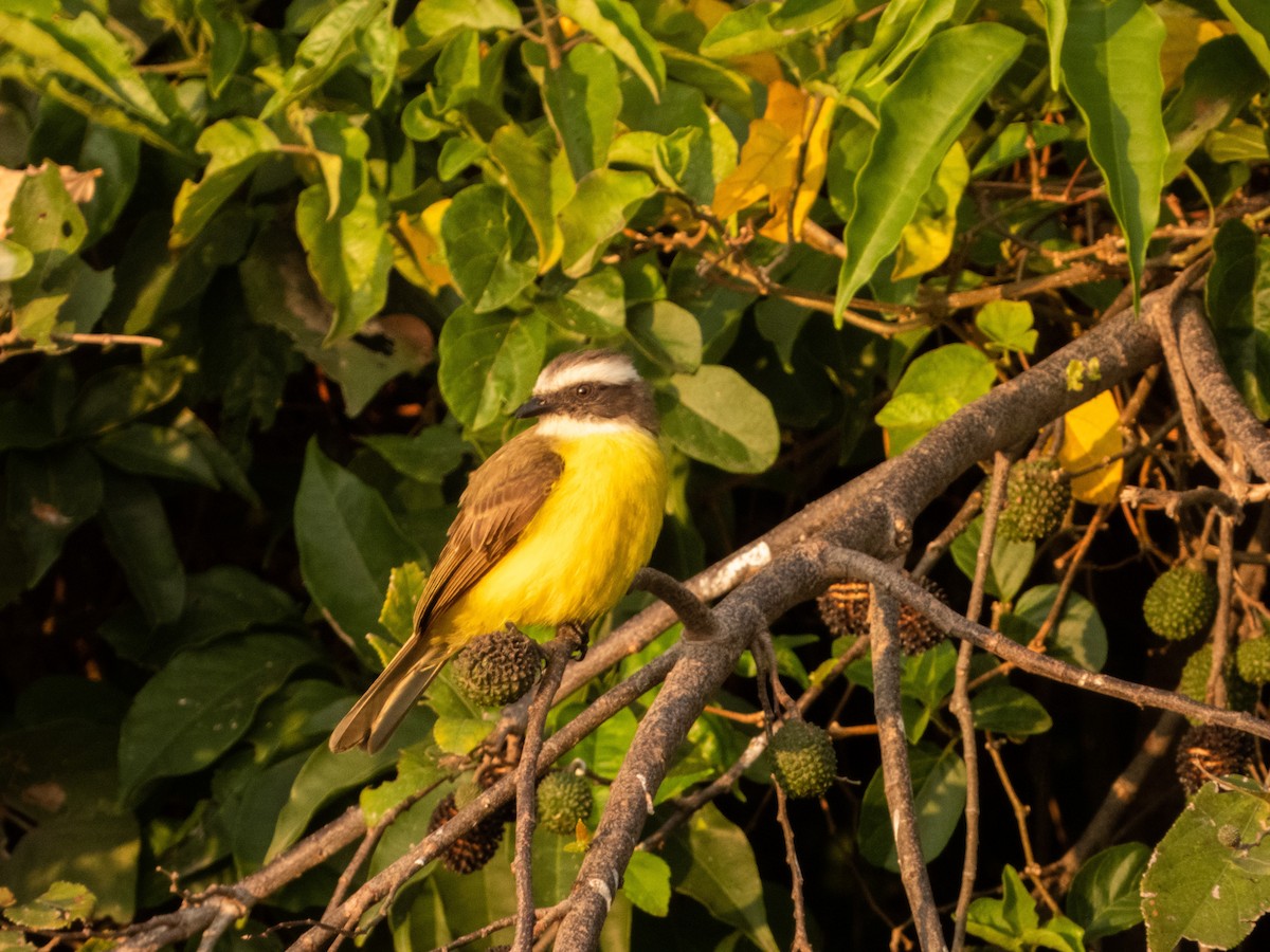 Social Flycatcher - ML311405461