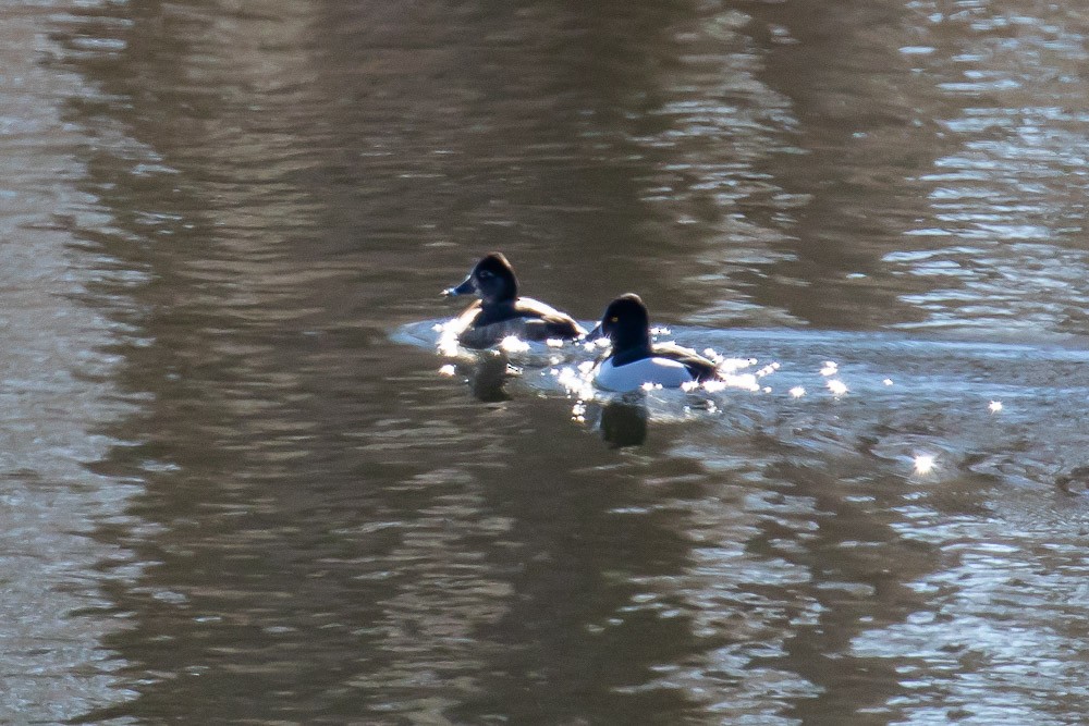 Ring-necked Duck - Chris S. Wood