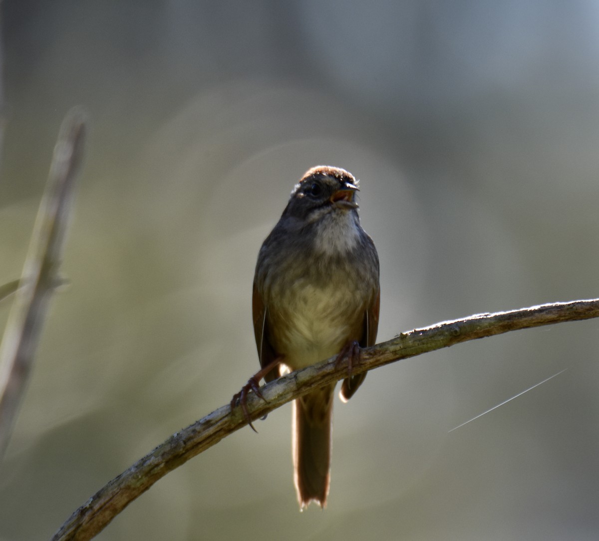 Swamp Sparrow - ML311407131