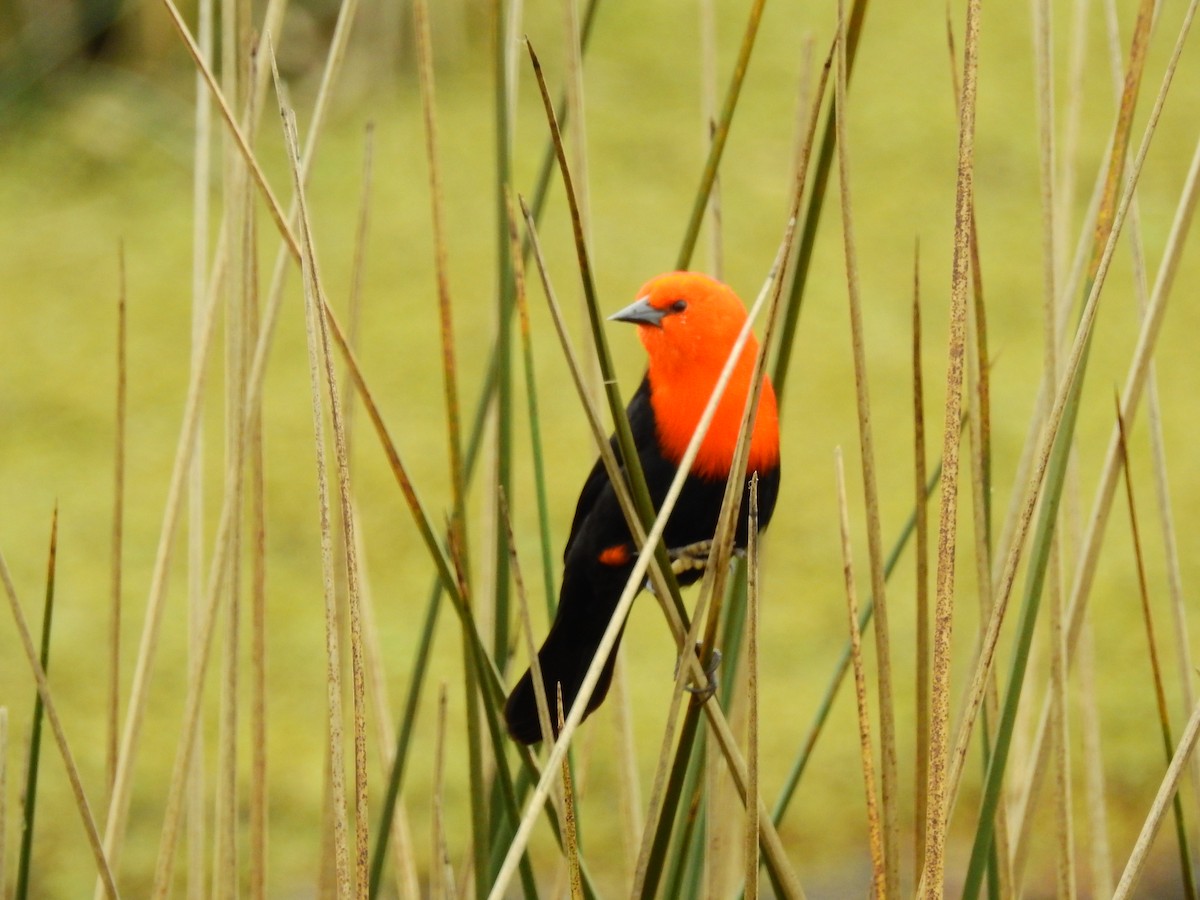 Scarlet-headed Blackbird - ML31140761