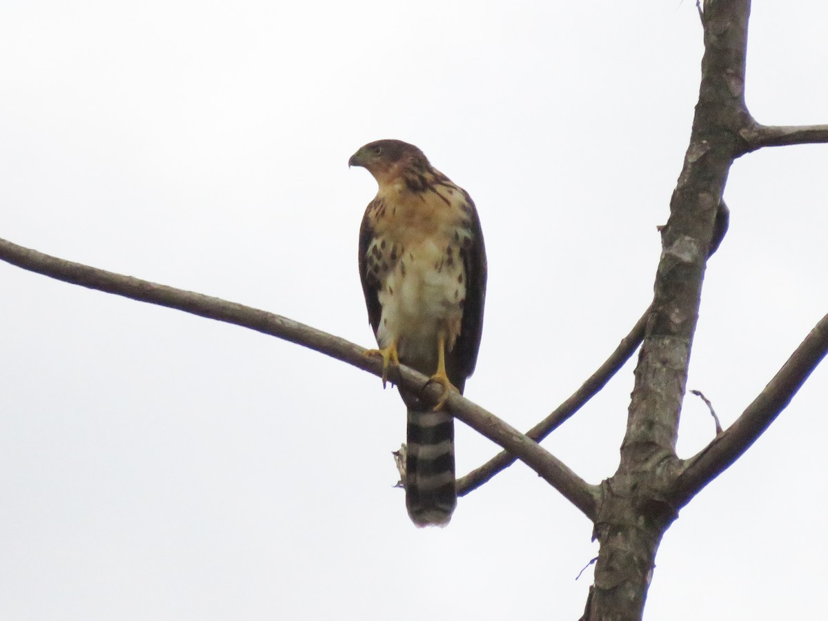 Bicolored Hawk - ML311411721