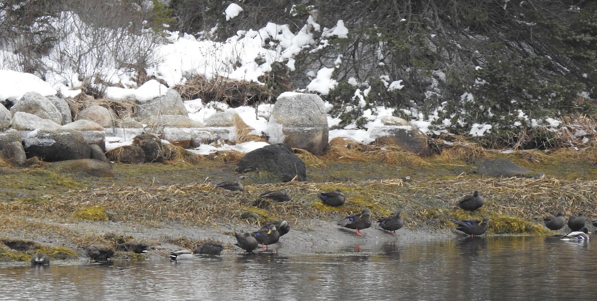 American Black Duck - Deborah Fleming