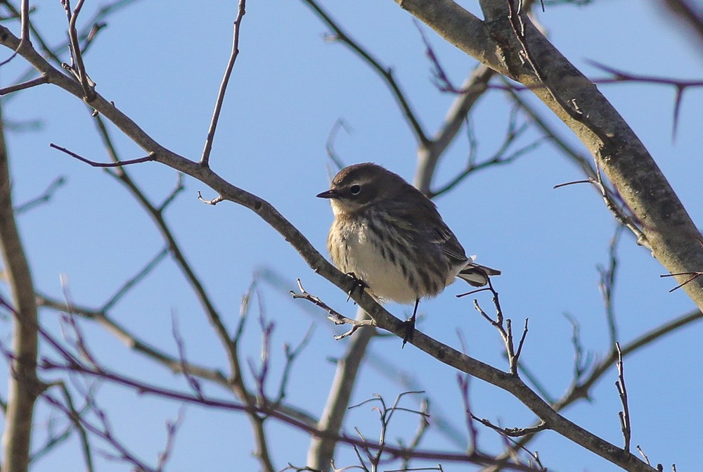 Yellow-rumped Warbler - ML311416771