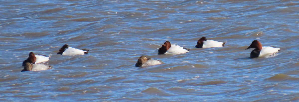 Canvasback - ML311417741