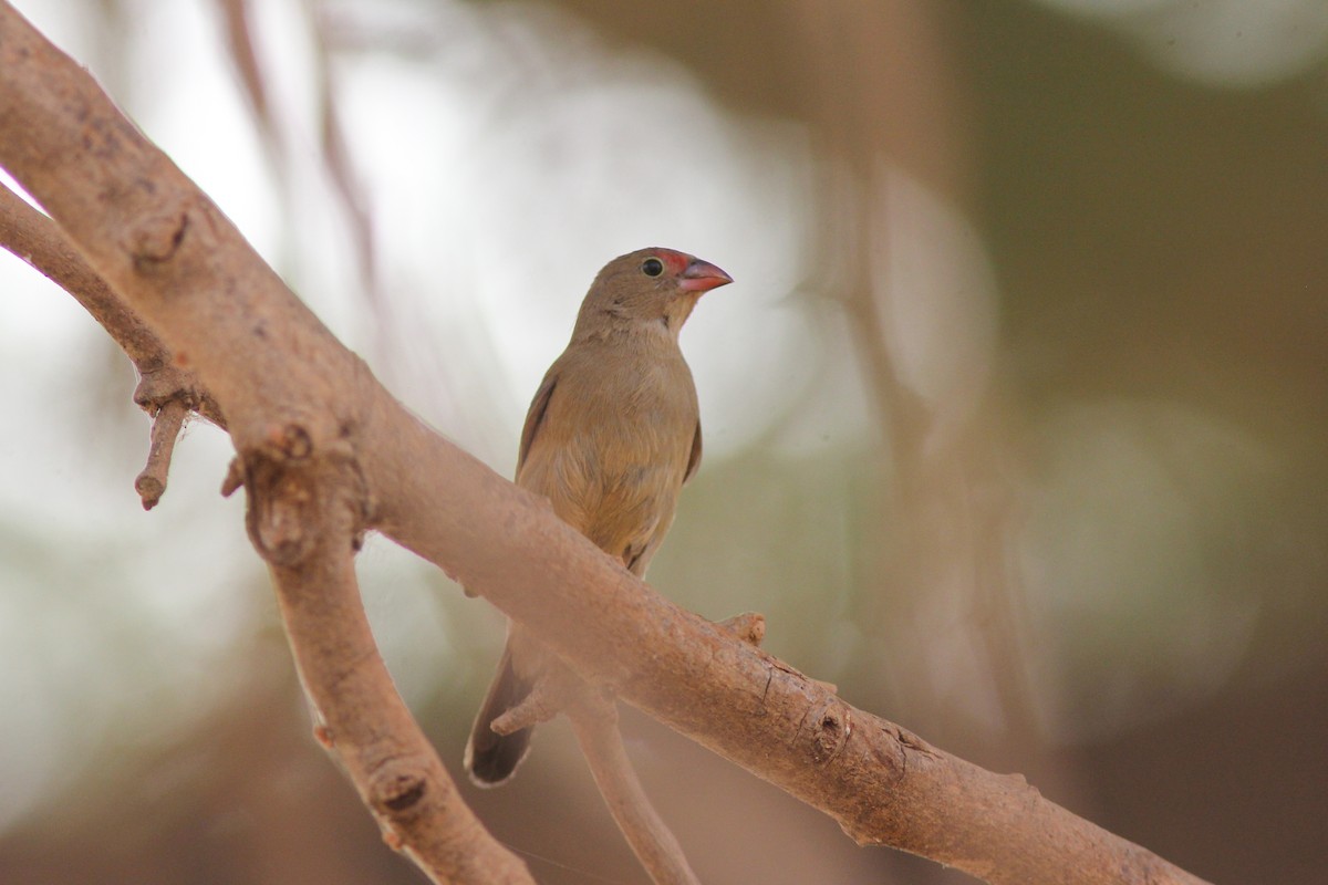 Red-billed Firefinch - ML311418811