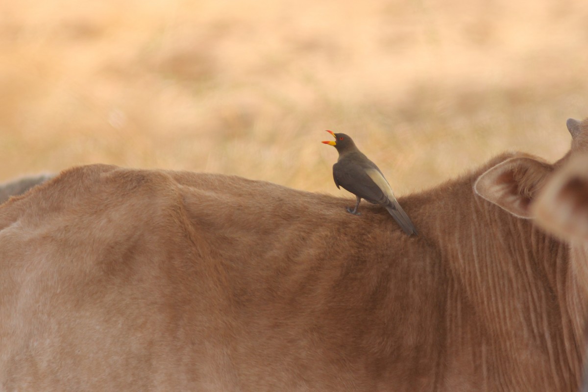 Yellow-billed Oxpecker - ML311418831