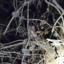 Eastern Screech-Owl - ML311418931