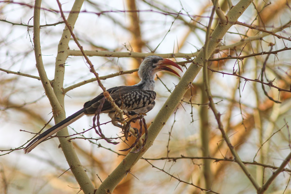 Western Red-billed Hornbill - ML311420921