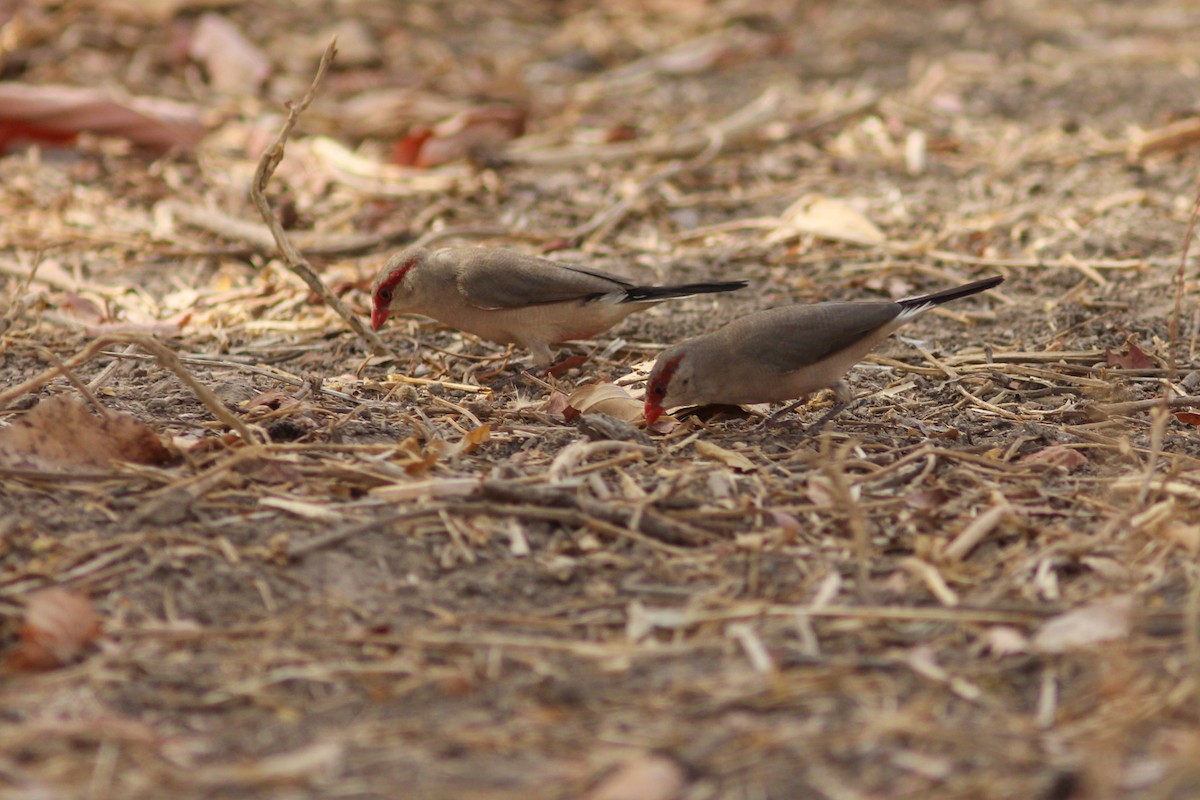 Black-rumped Waxbill - ML311422141
