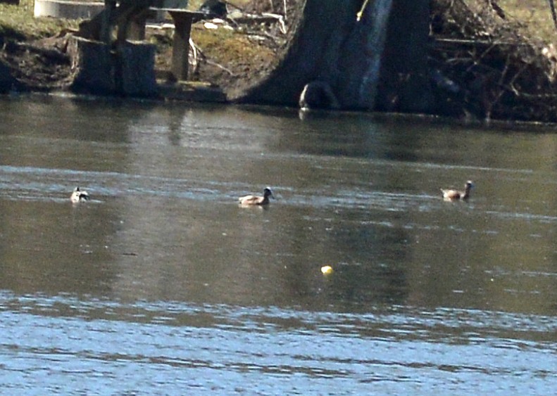 American Wigeon - ML311422891