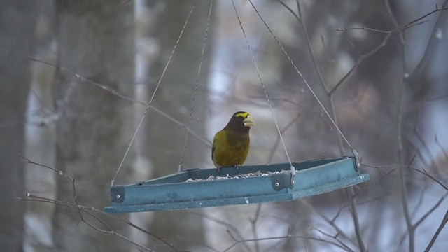 Evening Grosbeak - ML311423531