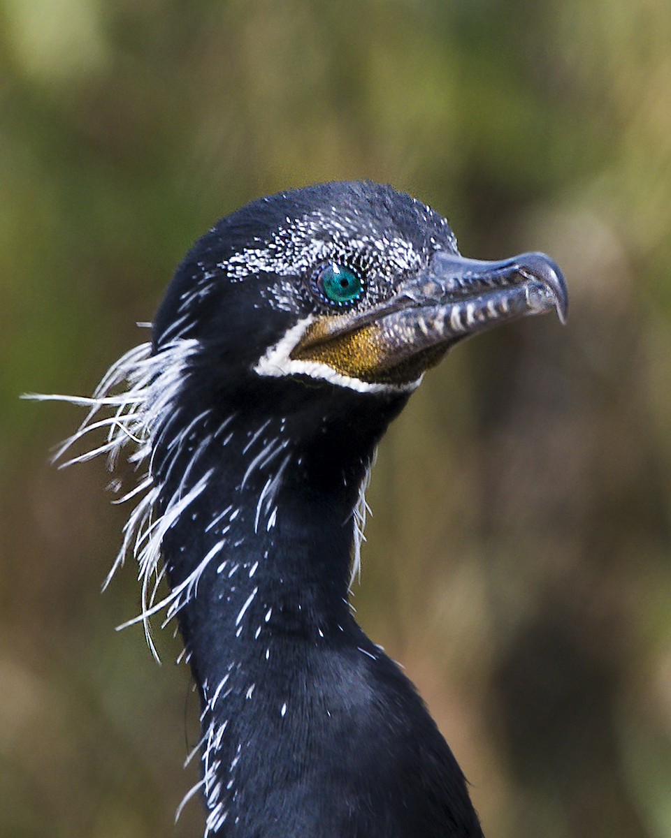 Neotropic Cormorant - Williams Daniel Nuñez