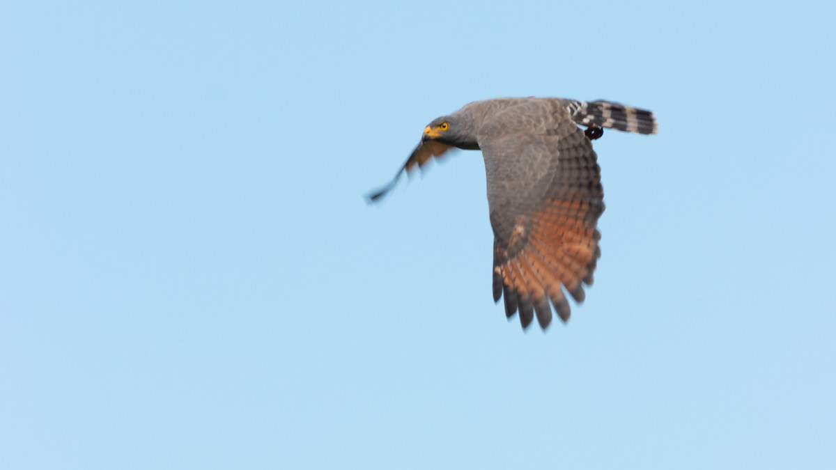 Roadside Hawk - ML311426151