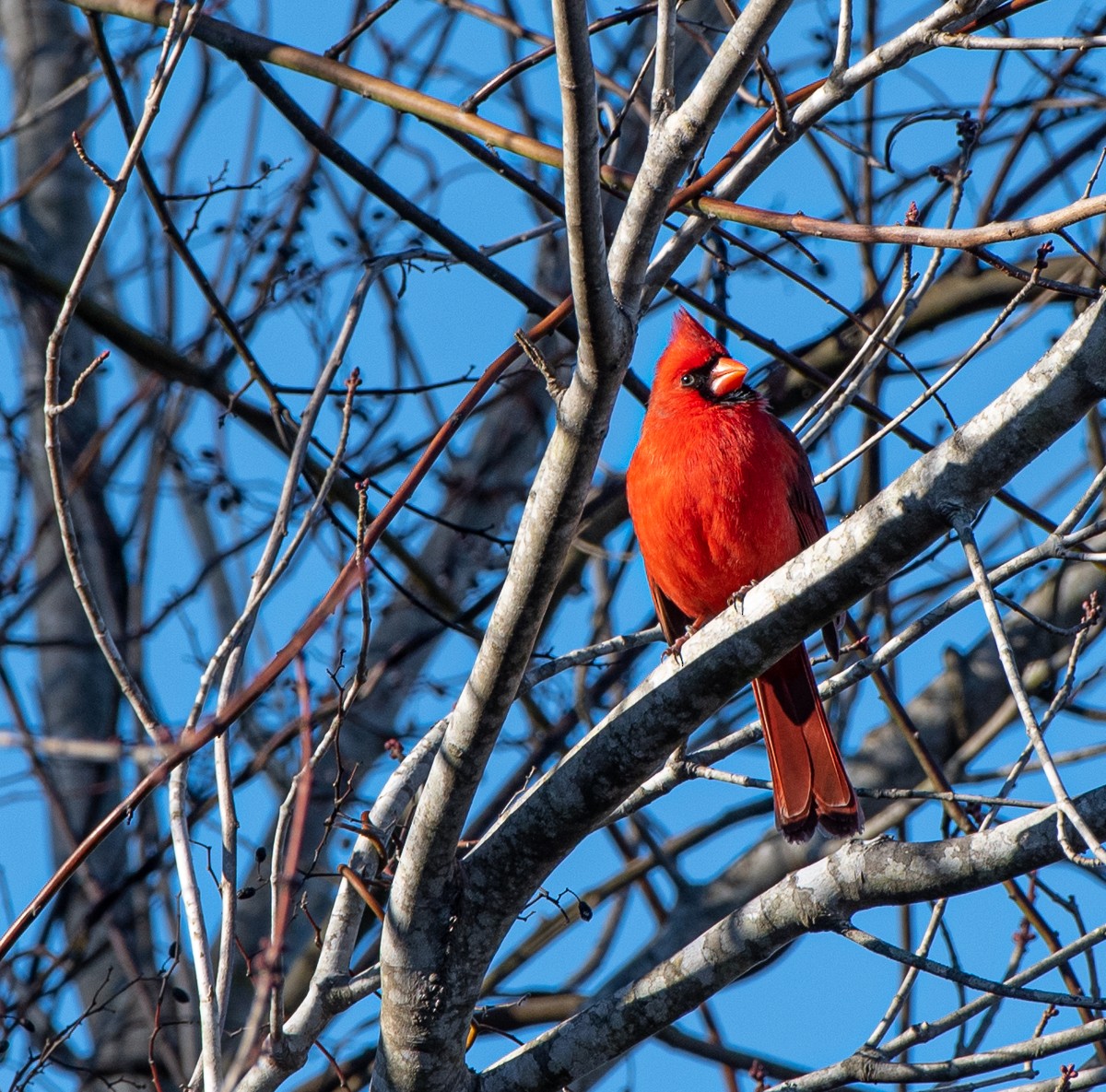 Cardinal rouge - ML311426401