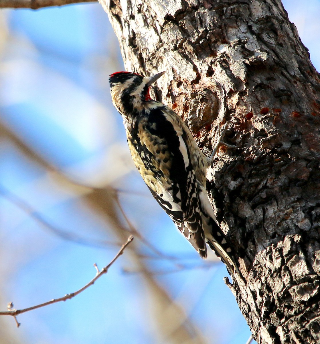 Yellow-bellied Sapsucker - ML311426541