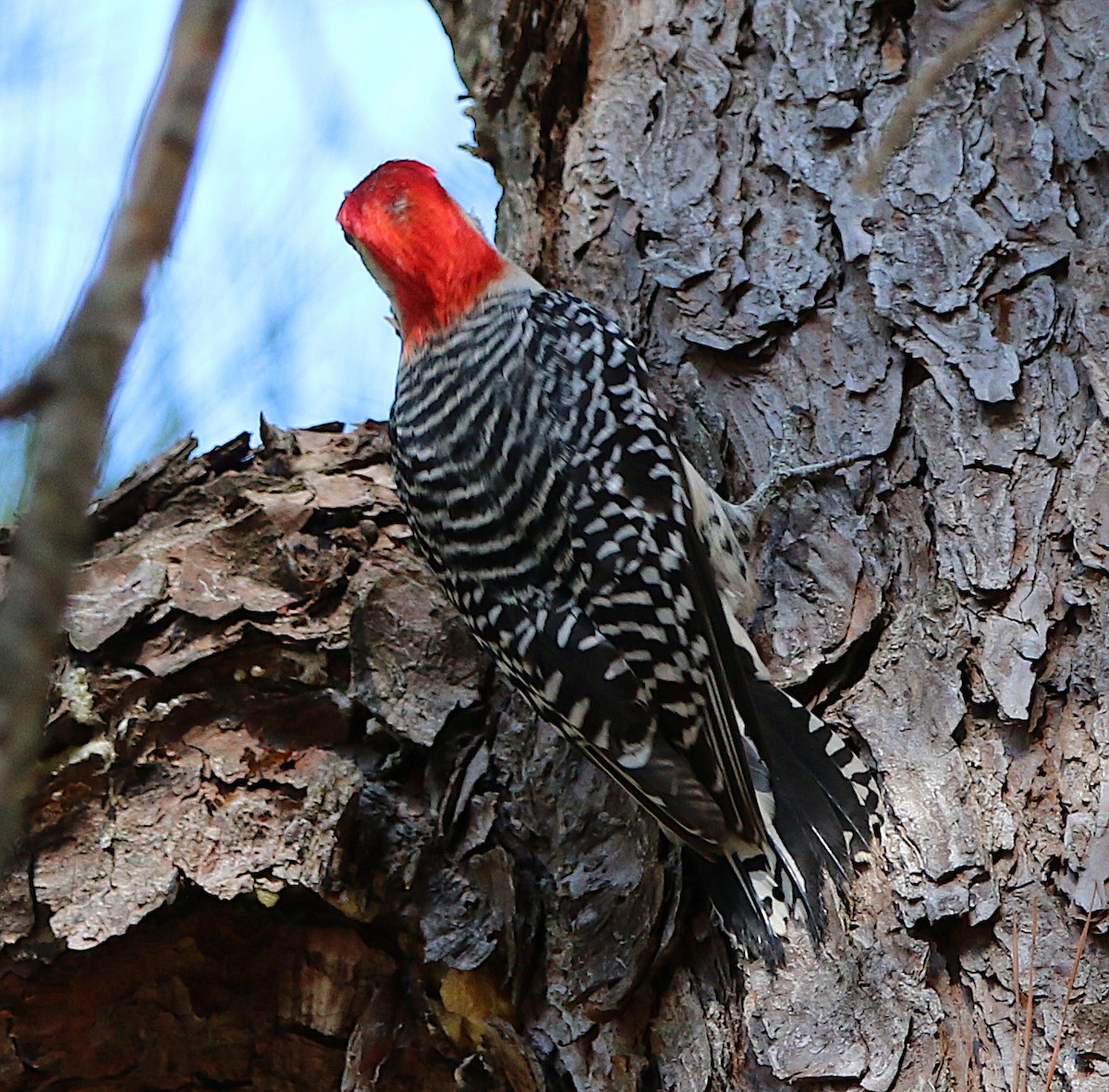 Red-bellied Woodpecker - ML311426561
