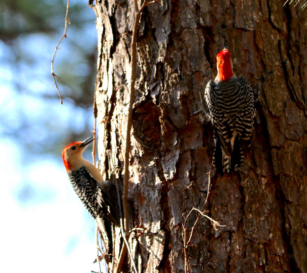 Red-bellied Woodpecker - ML311426571