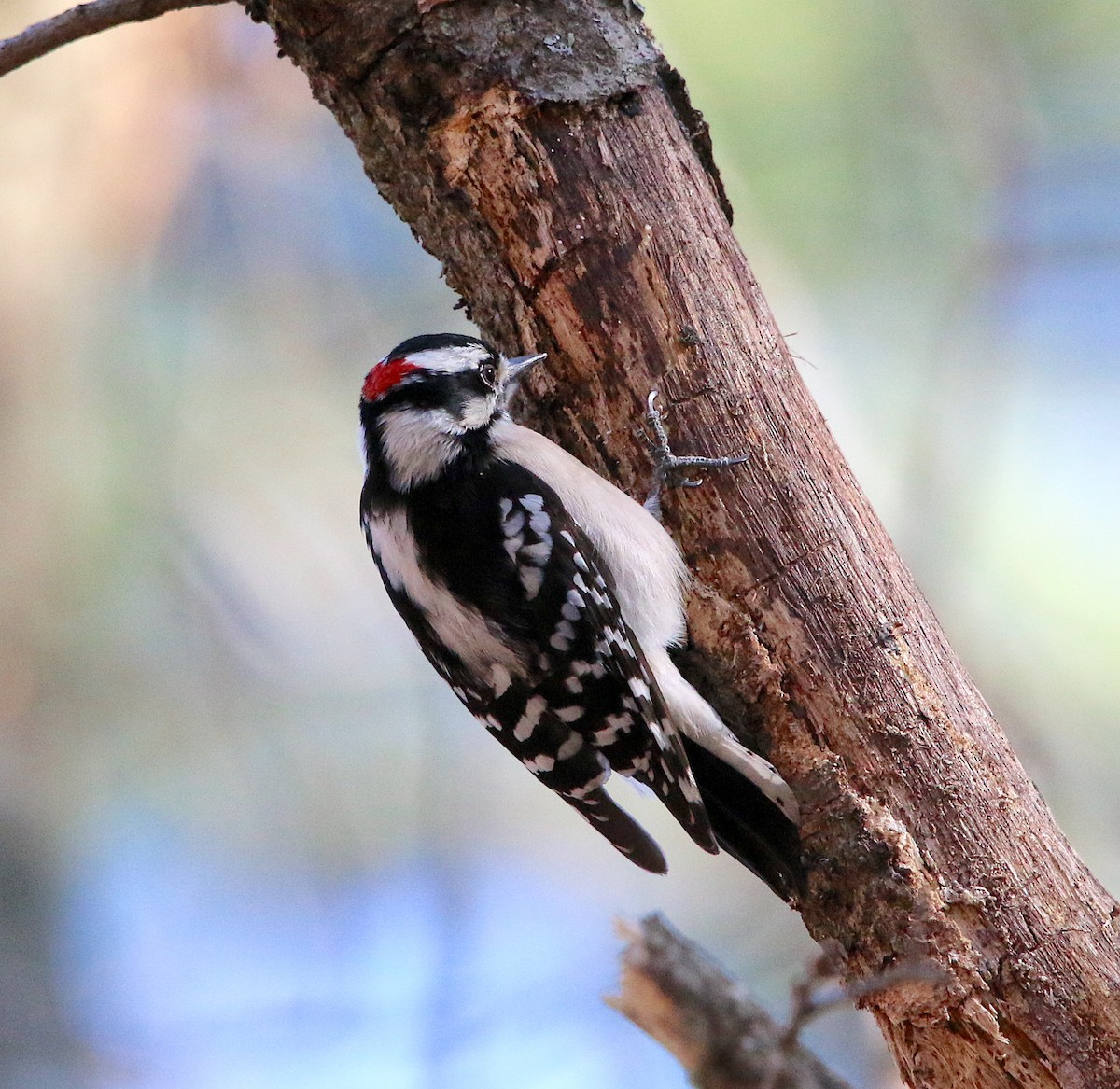 Downy Woodpecker - ML311426581