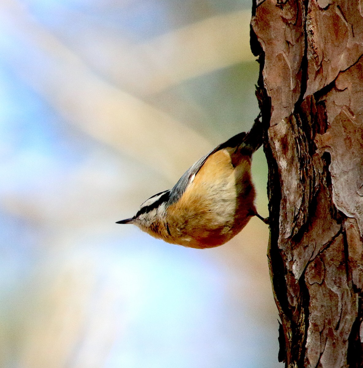 Red-breasted Nuthatch - ML311426711