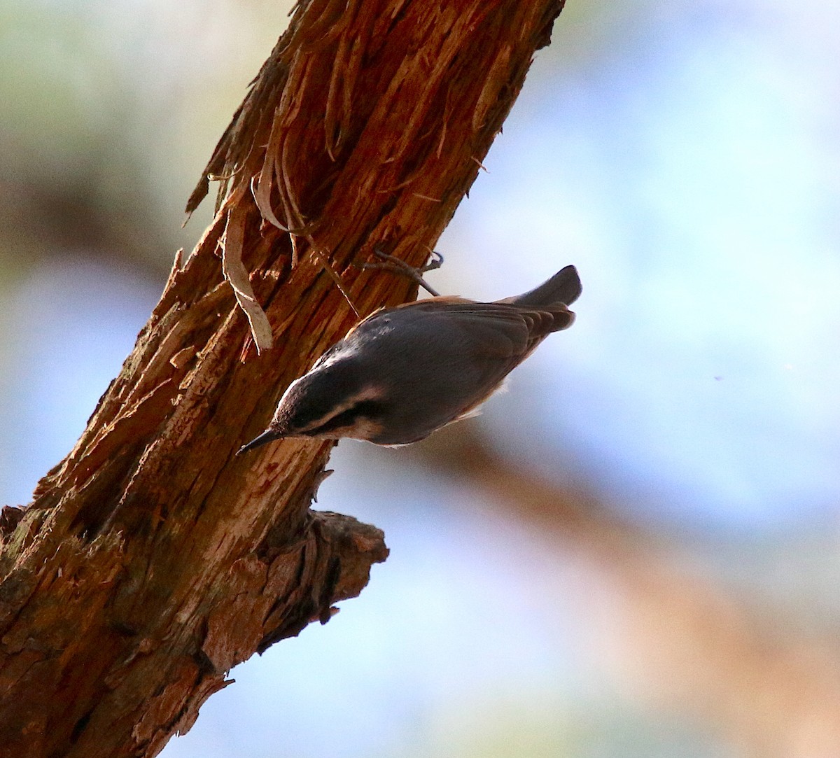 Red-breasted Nuthatch - ML311426751
