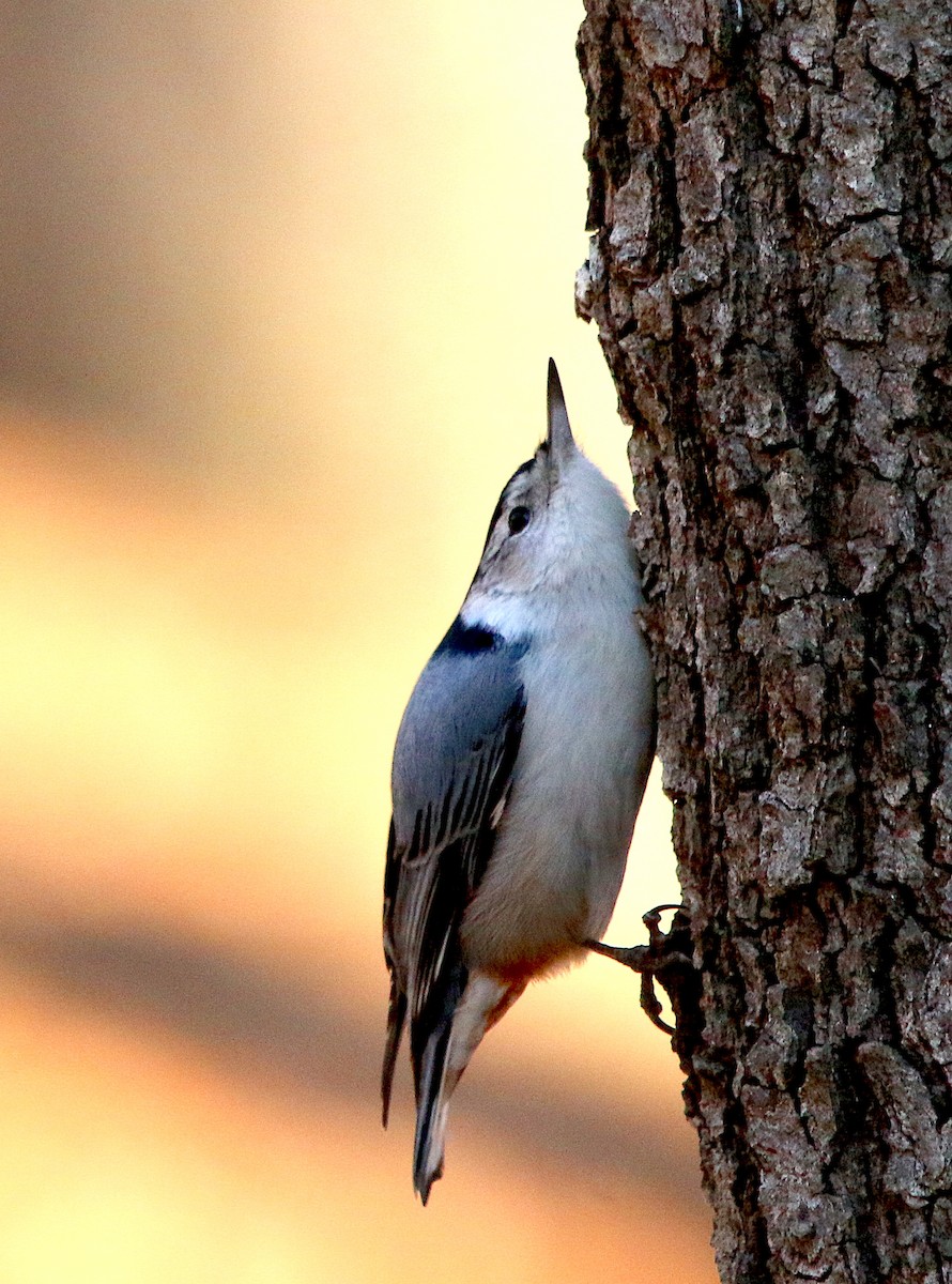 White-breasted Nuthatch - ML311426801